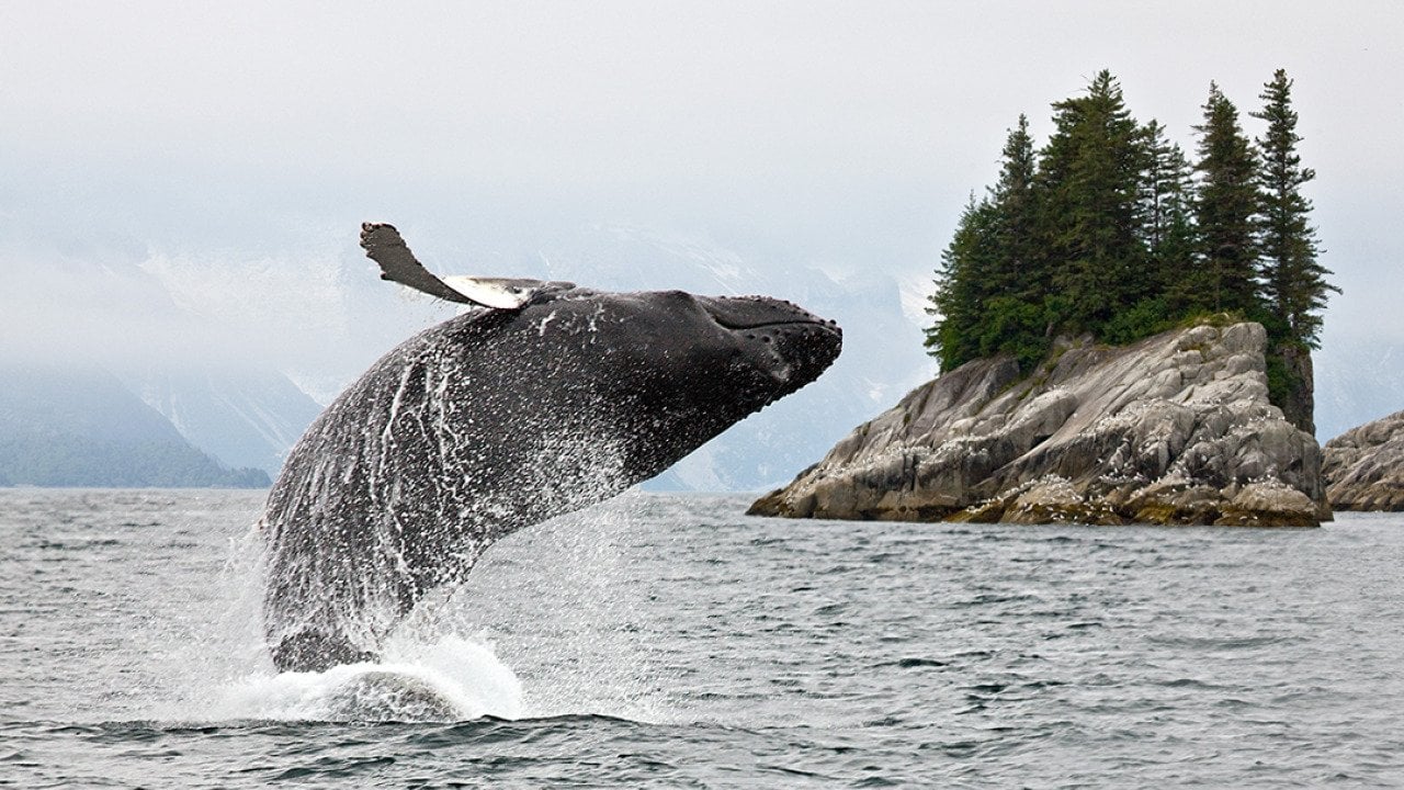Nature is the new thrill ride: Why wildlife is the travel moment Americans are chasing